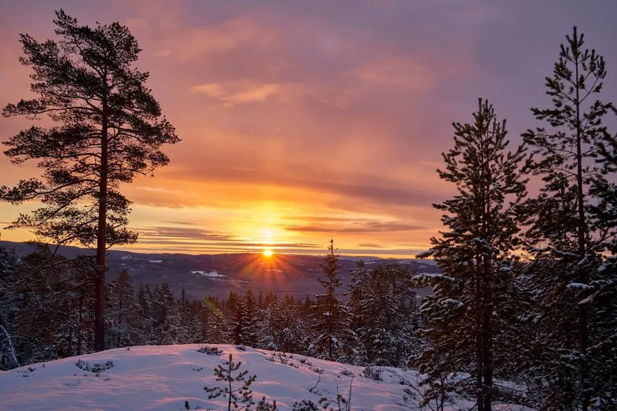 Vinterkärv sol vid horisonten bakom snötäckta tallar i Sverige